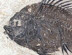 Priscacara Fossil Fish - Beautiful Presentation #20817-2